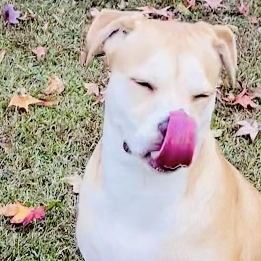 Piper, Adoptable, Adult Female Terrier.