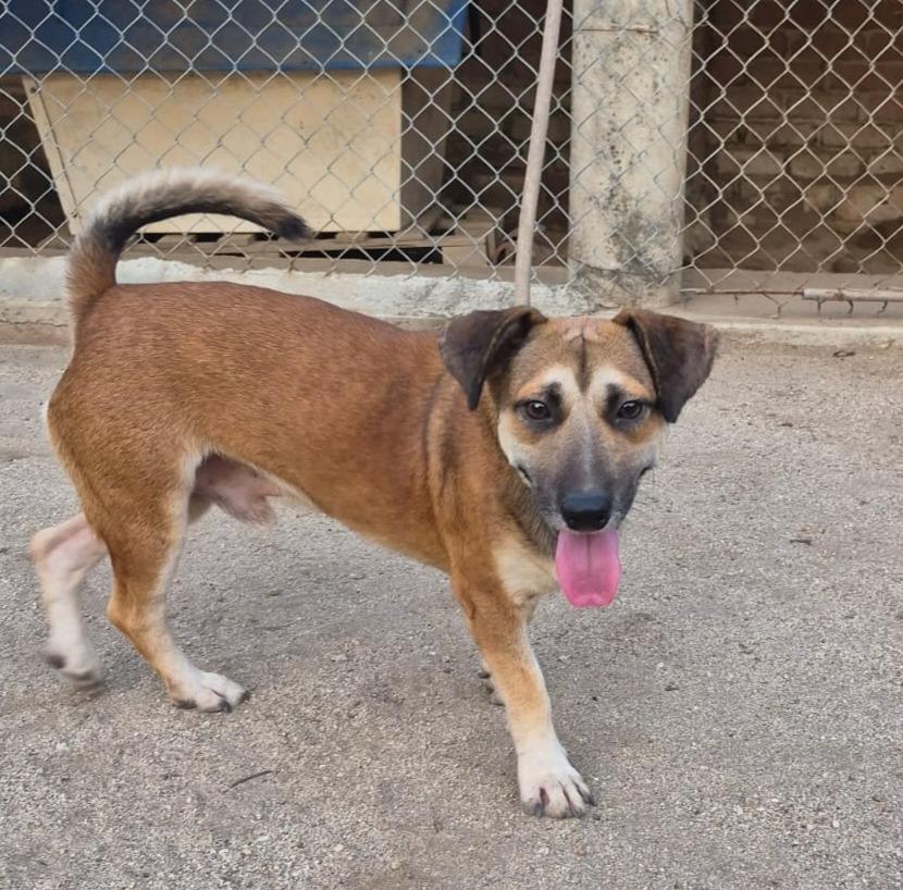 Napoleon, Adoptable, Young Male Beagle & Black Mouth Cur.
