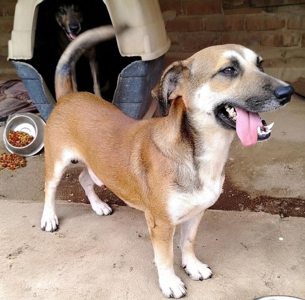 Enlarge Napoleon, a Adoptable mixed breed in San Diego, CA image 2/4