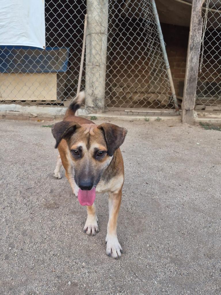 Enlarge Napoleon, a Adoptable mixed breed in San Diego, CA image 3/4