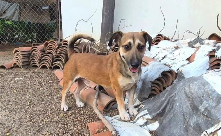 Enlarge Napoleon, a Adoptable mixed breed in San Diego, CA image 4/4