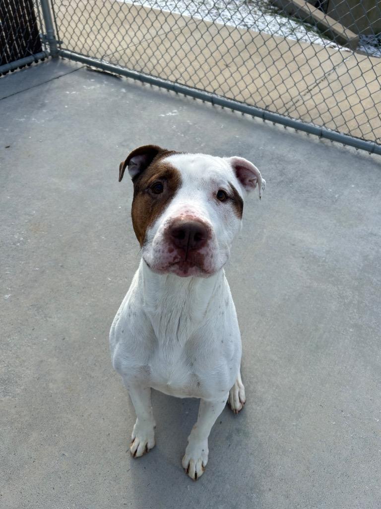 Django, a Adoptable mixed breed in Johnson City, TN image 1/2