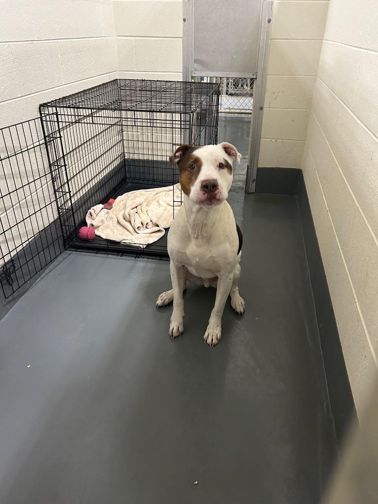 Django, a Adoptable mixed breed in Johnson City, TN image 2/2