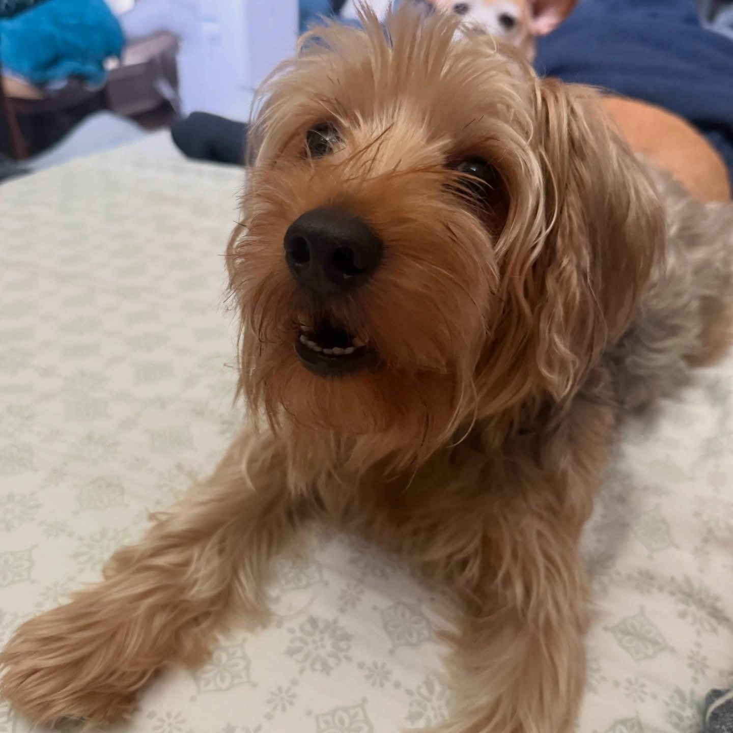 Lollipop, a Adoptable mixed breed in Humble, TX image 5/6