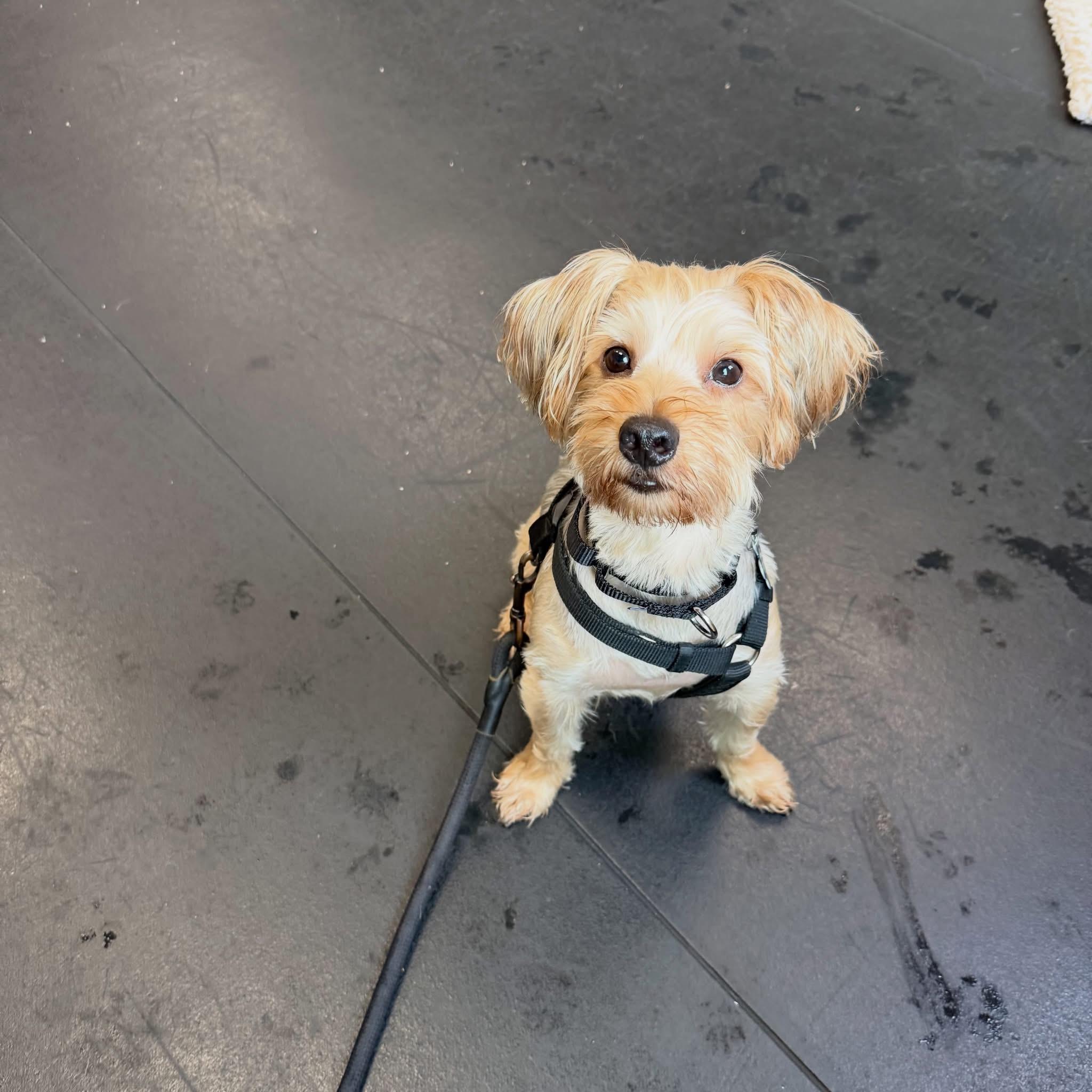 Lollipop, a Adoptable mixed breed in Humble, TX image 4/6