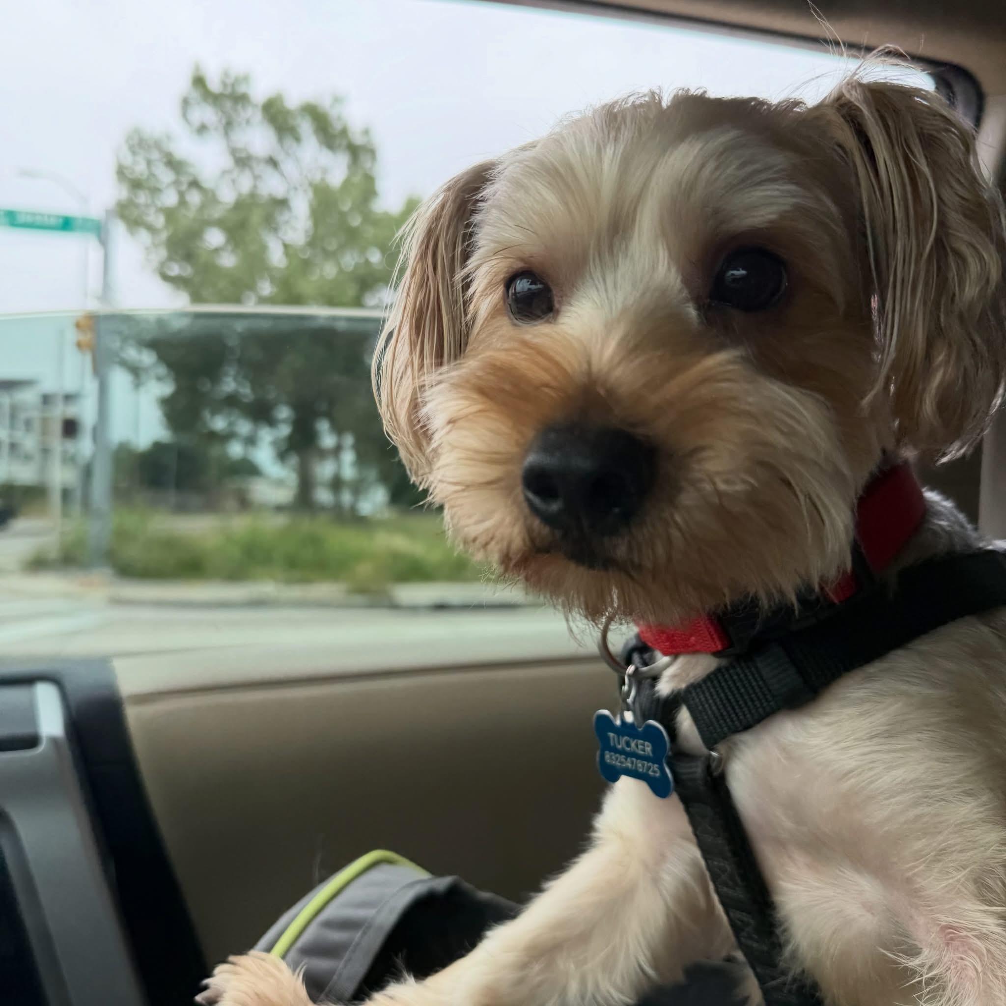 Lollipop, a Adoptable mixed breed in Humble, TX image 2/6