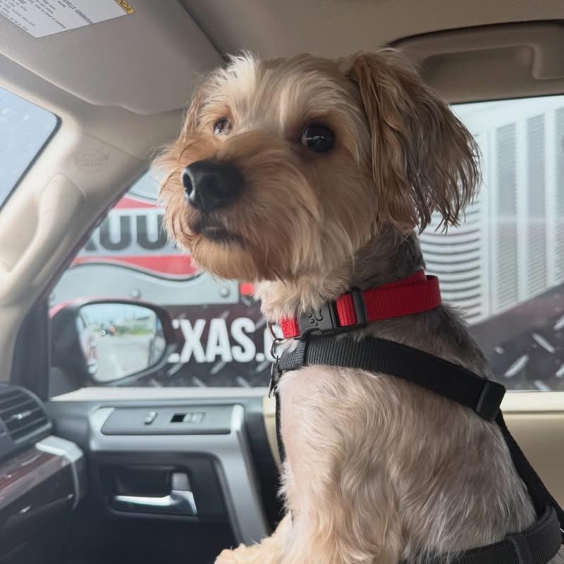 Lollipop, a Adoptable mixed breed in Humble, TX image 1/6