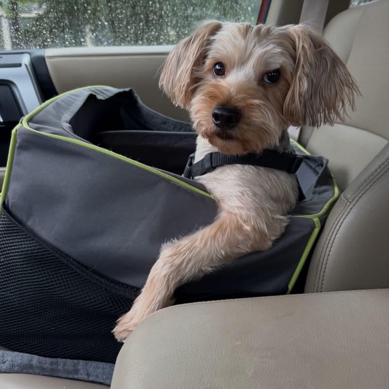 Lollipop, a Adoptable mixed breed in Humble, TX image 3/6