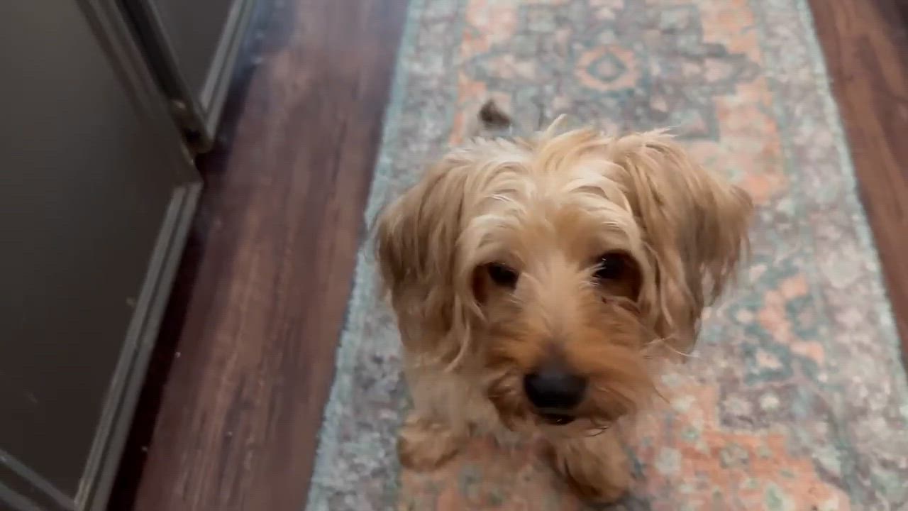 Enlarge Lollipop, a Adoptable mixed breed in Humble, TX video 6/6