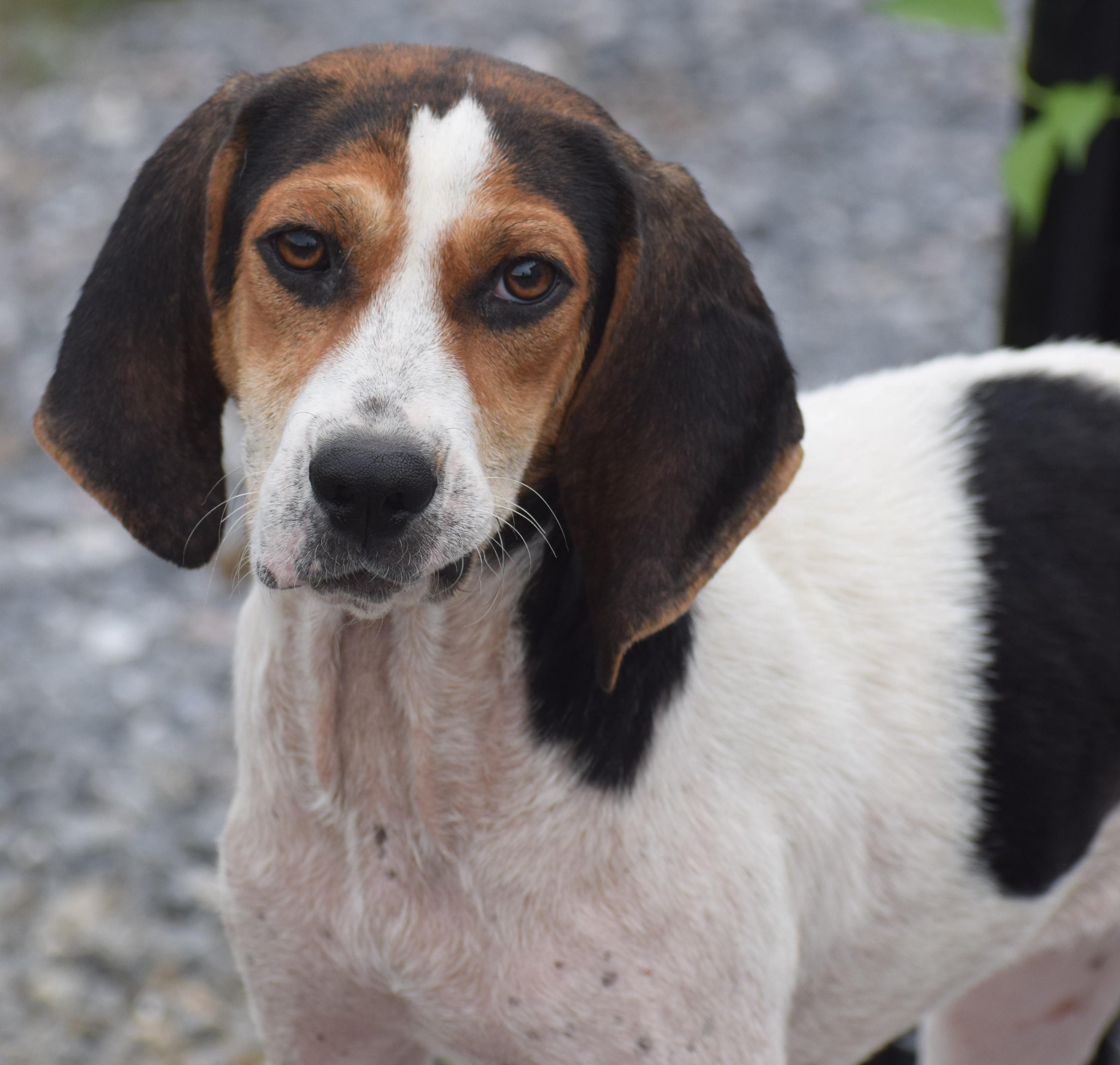 Nori-Available www.lhar.dog to apply, Adoptable, Puppy Female Hound.