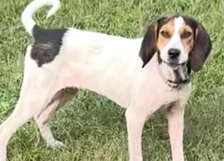 Enlarge Nori-Available www.lhar.dog to apply, a Adoptable mixed breed in Frederick, MD image 4/6