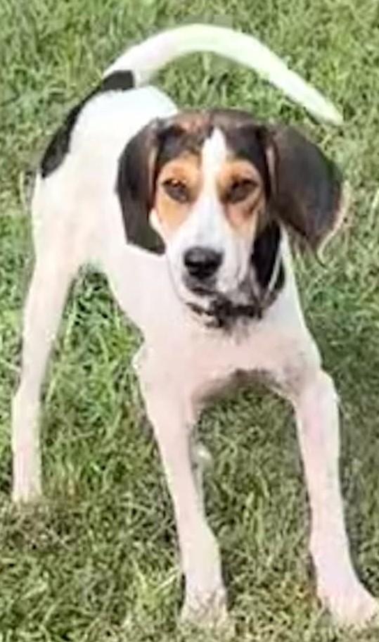 Enlarge Nori-Available www.lhar.dog to apply, a Adoptable mixed breed in Frederick, MD image 5/6