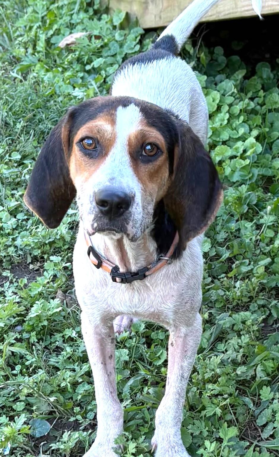 Enlarge Nori-Available www.lhar.dog to apply, a Adoptable mixed breed in Frederick, MD image 3/6