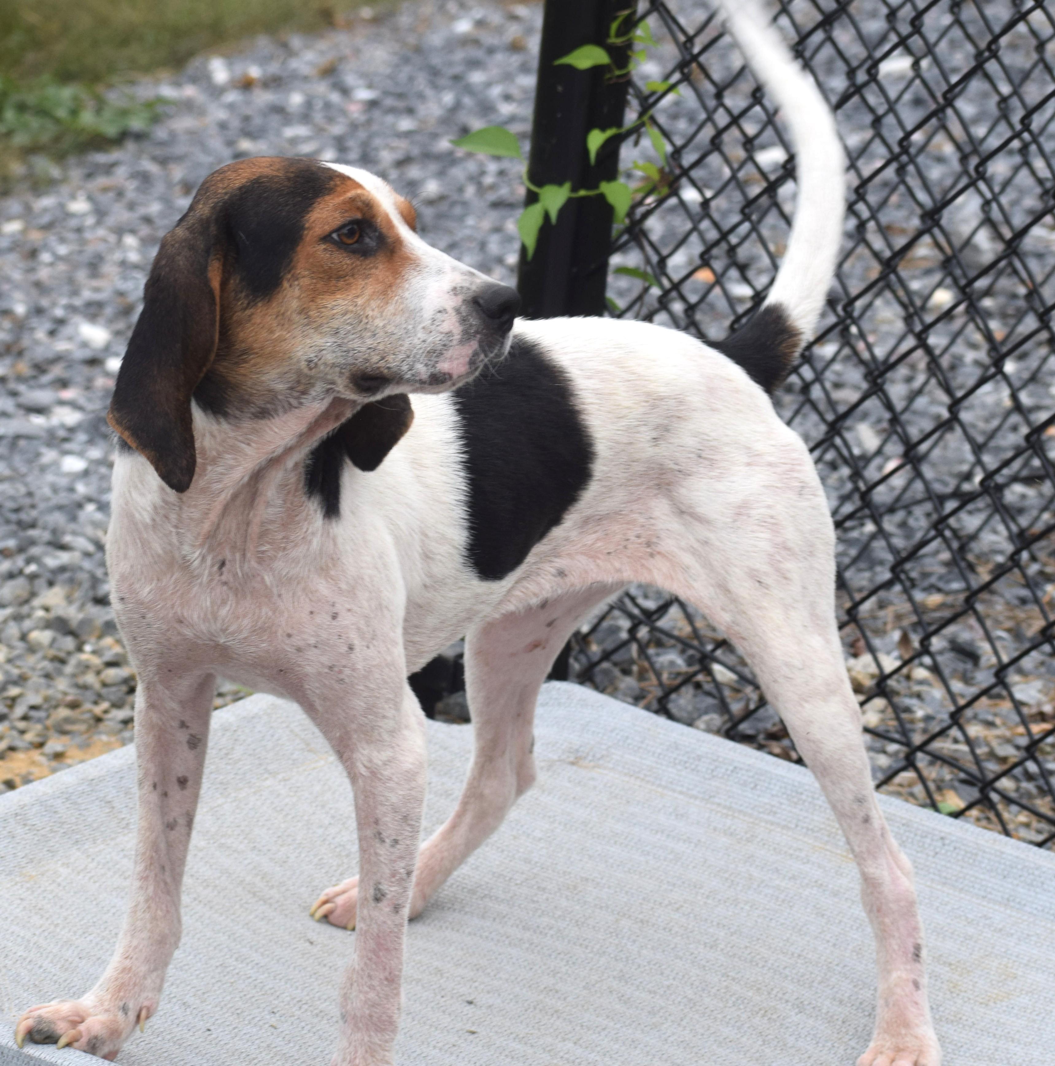 Enlarge Nori-Available www.lhar.dog to apply, a Adoptable mixed breed in Frederick, MD image 2/6