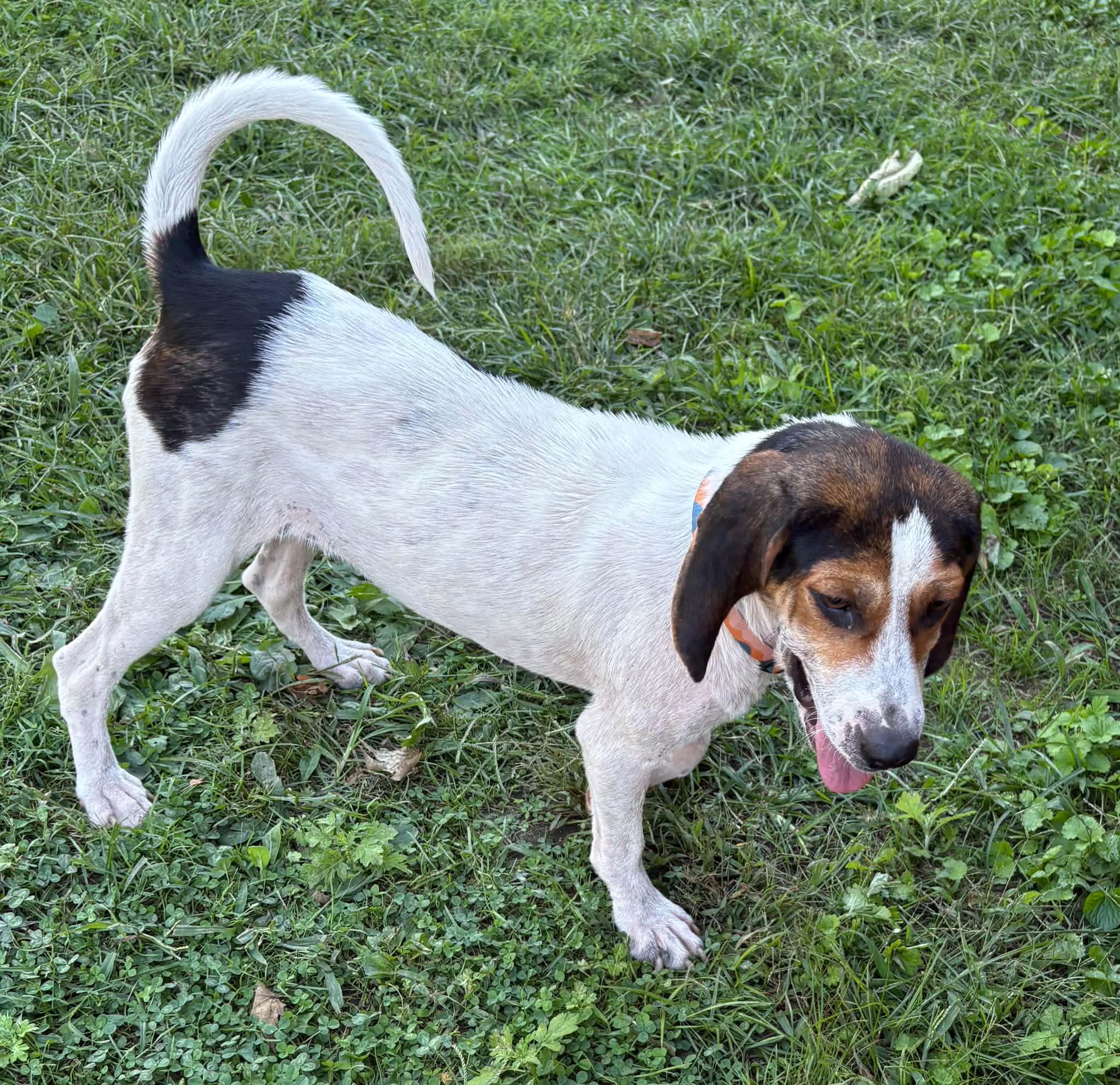 Enlarge Nori-Available www.lhar.dog to apply, a Adoptable mixed breed in Frederick, MD image 6/6