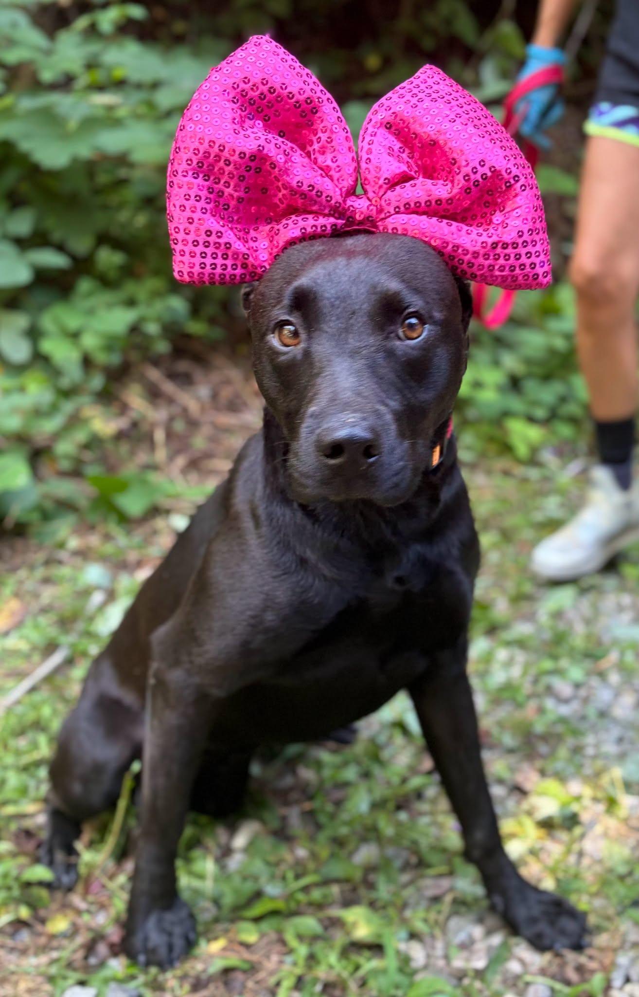 Enlarge Blackie, a Adoptable Pit Bull Terrier in Clarkesville, GA image 1/1