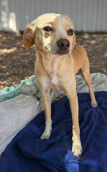 Enlarge Powder in LA, a Adoptable Chihuahua in Cranston, RI image 1/1