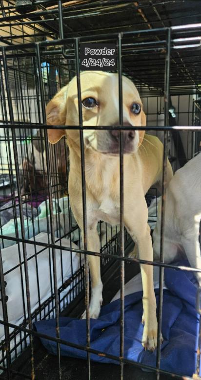 Enlarge Powder in LA, a Adoptable Chihuahua in Cranston, RI image 1/1