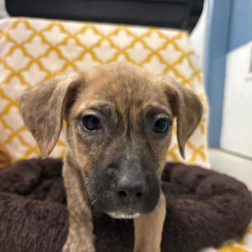Jenga, Adoptable, Puppy Female Mixed Breed.