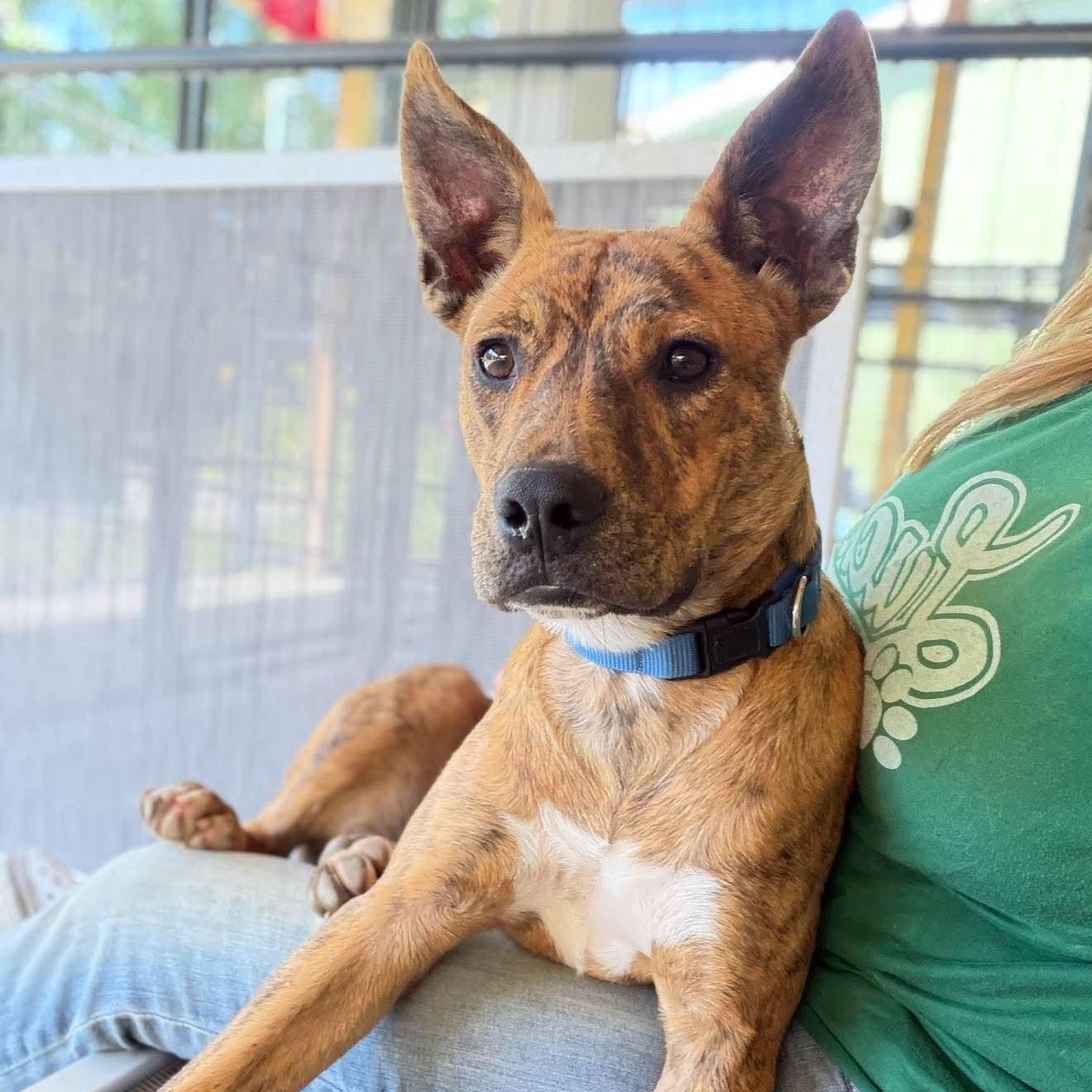 Tigger Tiger, Adoptable, Puppy Female Mixed Breed.