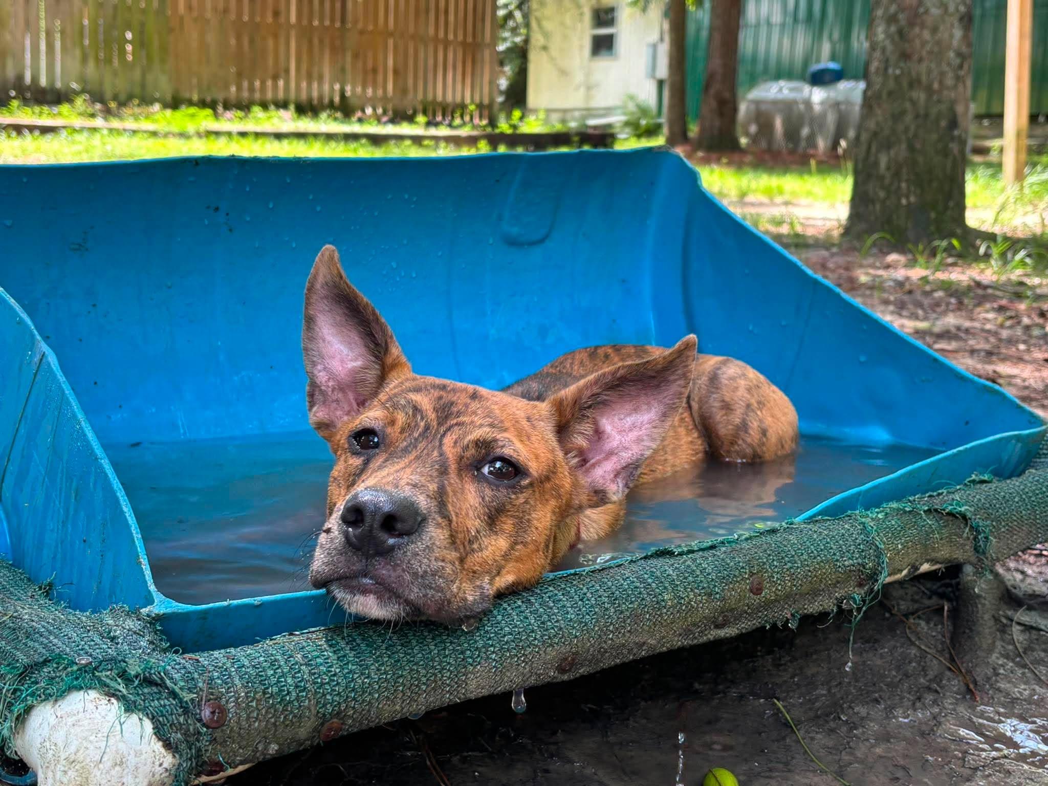 Enlarge Tigger Tiger, a Adoptable Mixed Breed in Argyle, NY image 5/6
