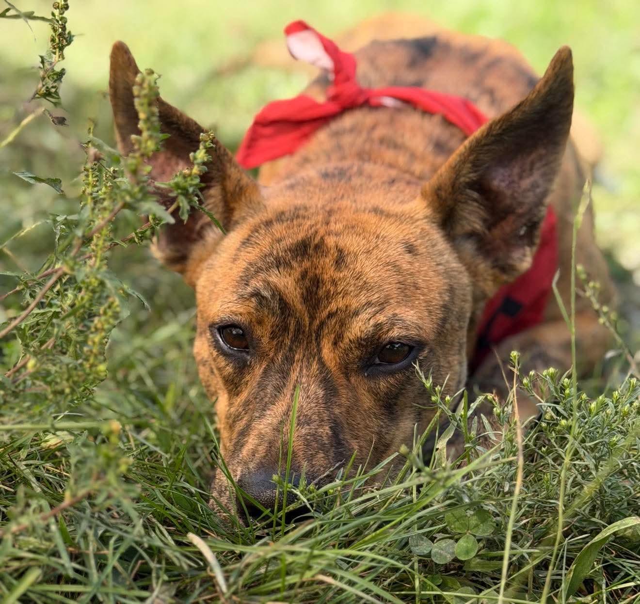 Enlarge Tigger Tiger, a Adoptable Mixed Breed in Argyle, NY image 2/6