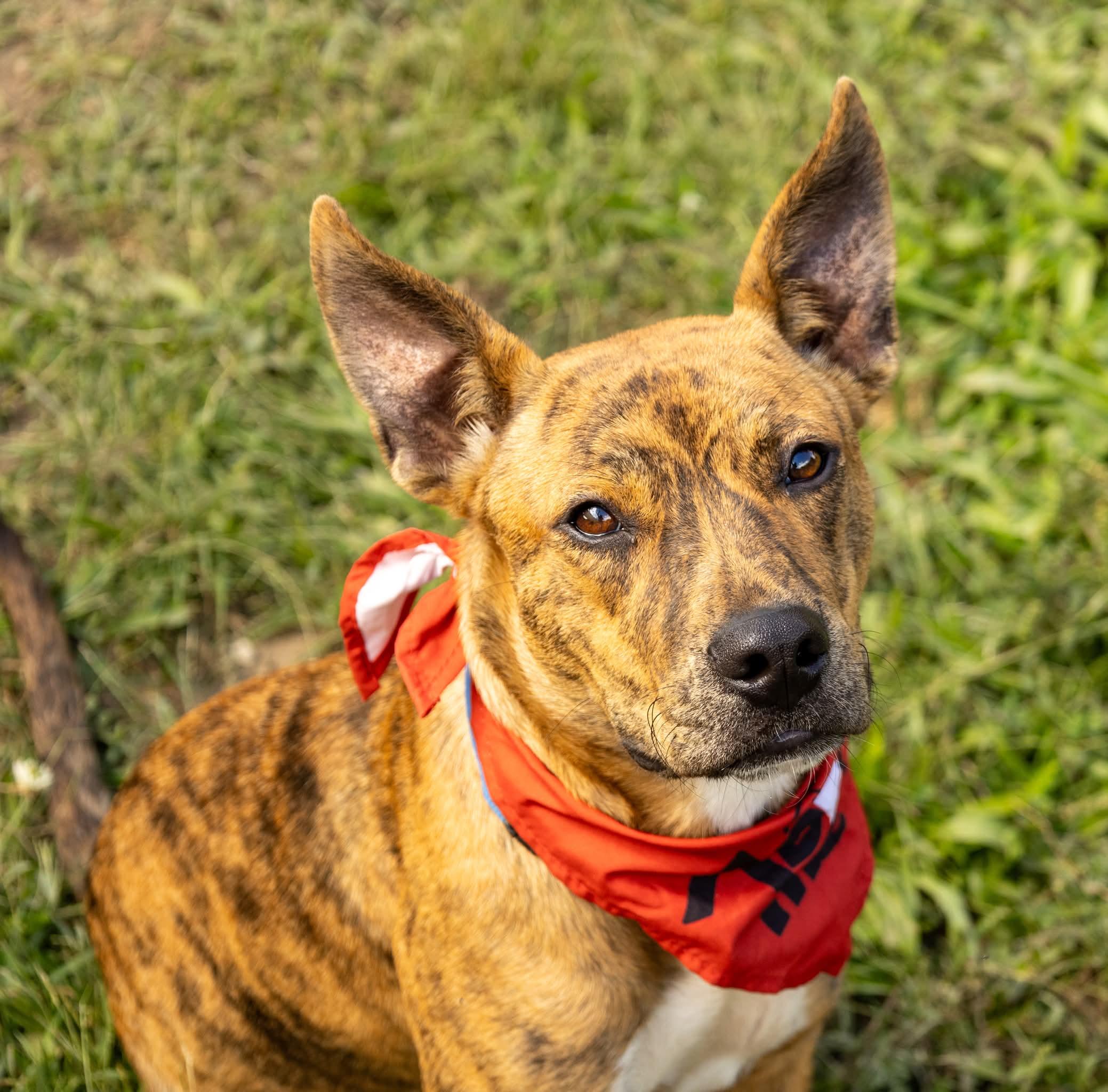 Enlarge Tigger Tiger, a Adoptable Mixed Breed in Argyle, NY image 6/6