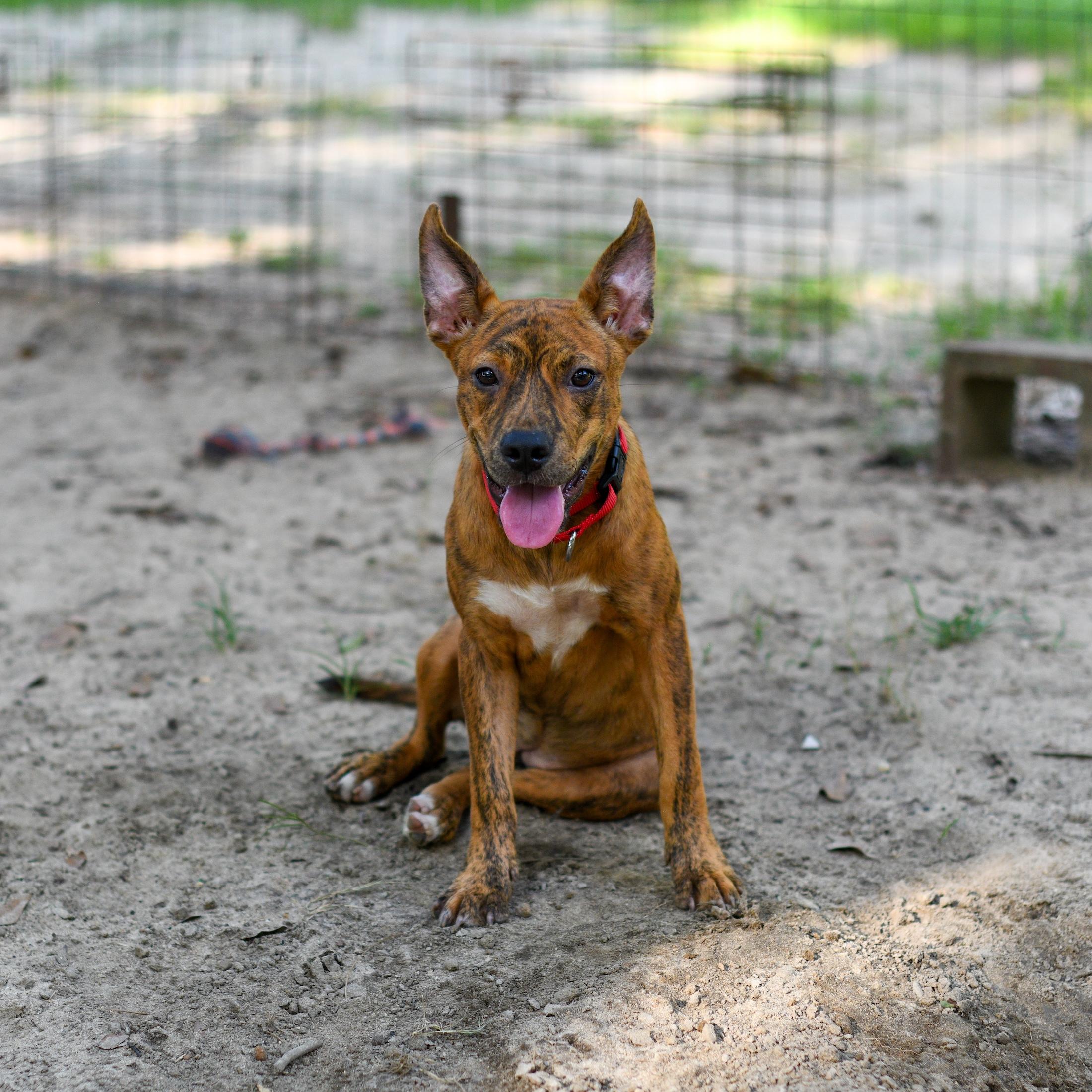 Enlarge Tigger Tiger, a Adoptable Mixed Breed in Argyle, NY image 4/6