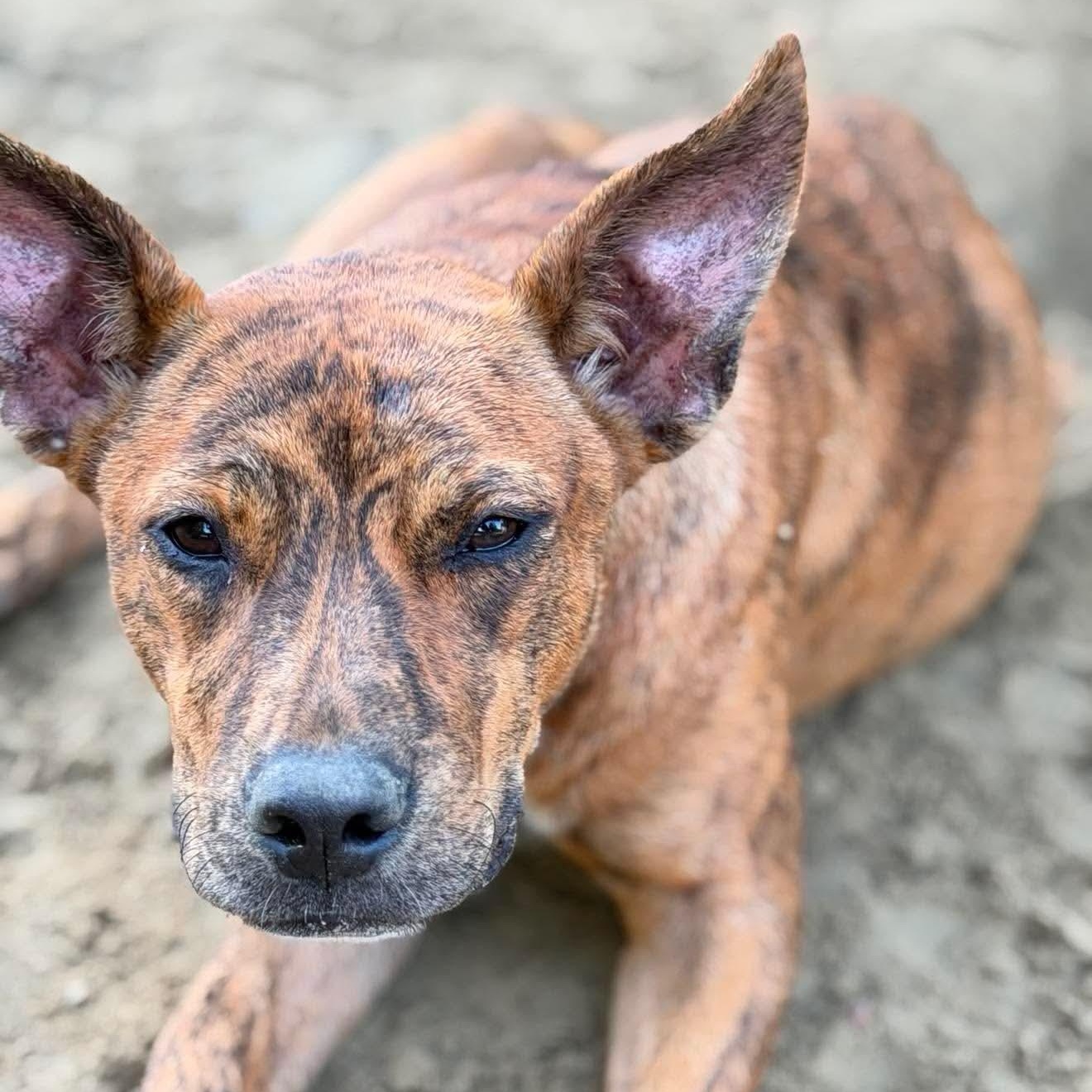 Enlarge Tigger Tiger, a Adoptable Mixed Breed in Argyle, NY image 3/6