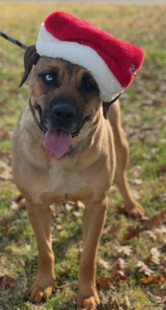 Catalina, Adult Female Catahoula Leopard Dog