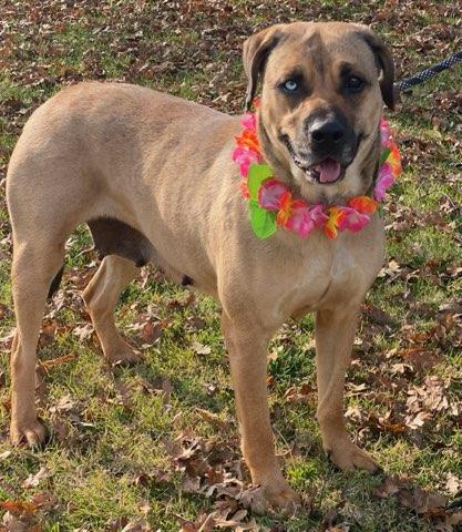 Catalina, Adoptable, Adult Female Catahoula Leopard Dog.