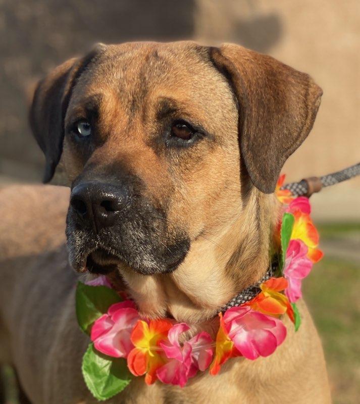 Catalina, a Adoptable mixed breed in Colusa, CA image 3/6