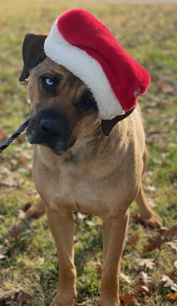 Catalina, a Adoptable mixed breed in Colusa, CA image 4/6