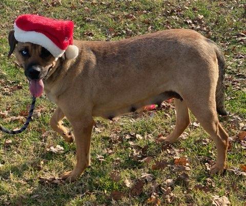 Catalina, a Adoptable mixed breed in Colusa, CA image 5/6