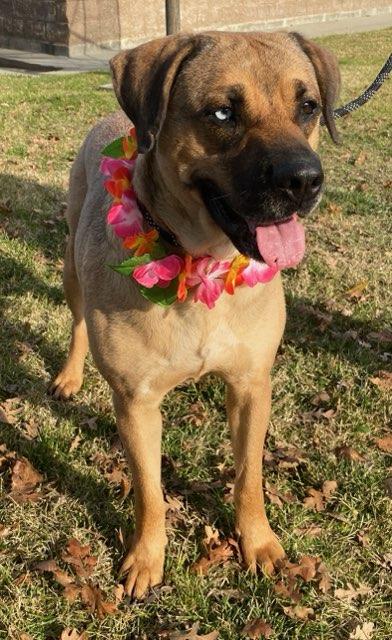 Catalina, a Adoptable mixed breed in Colusa, CA image 6/6