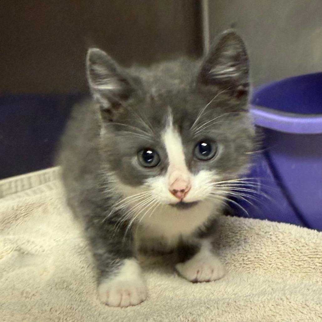 Gabbie c26-036, Adoptable, Kitten Female Domestic Short Hair.