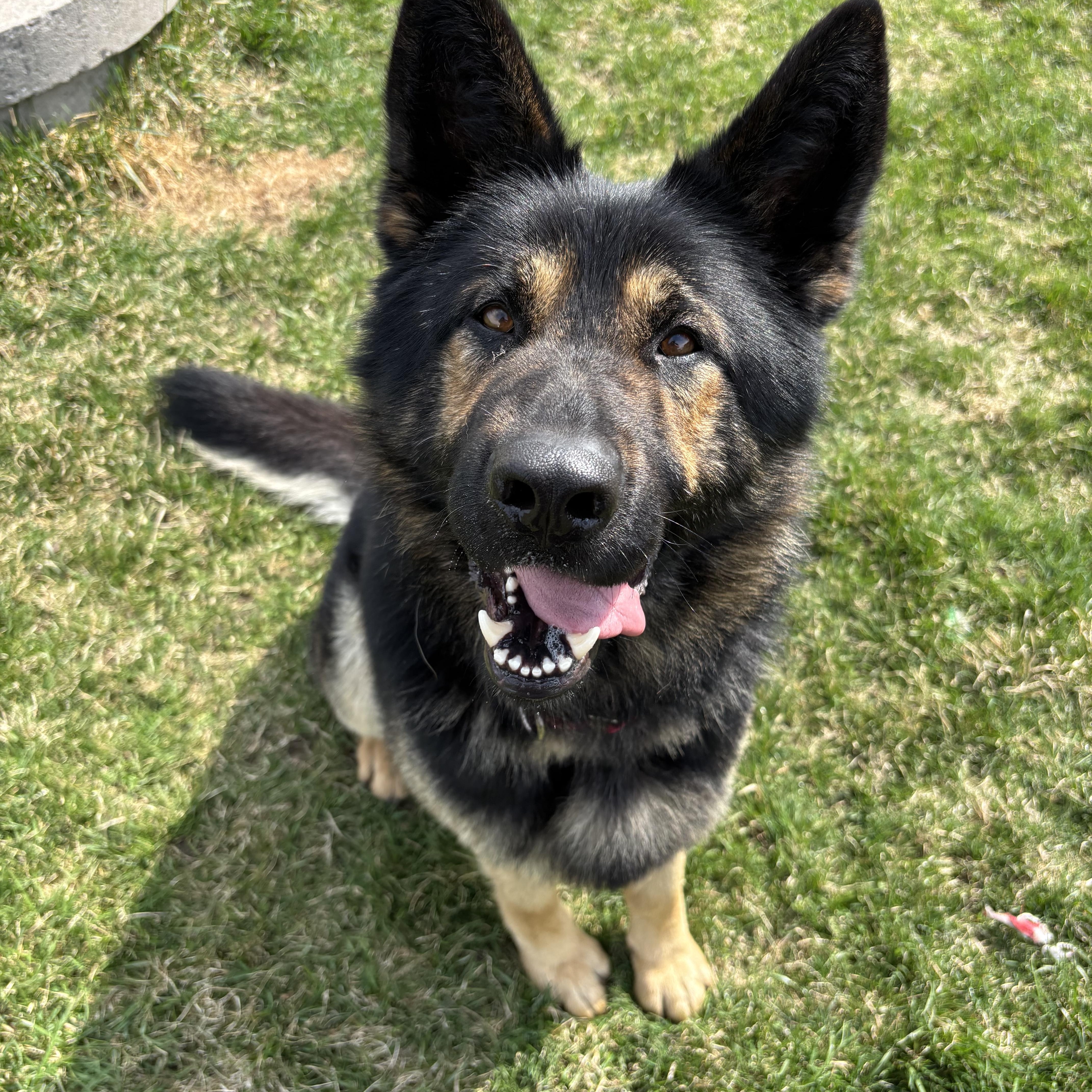 Sheppy, an adoptable German Shepherd Dog in Port Perry, ON, L9L 1B2 | Photo Image 1