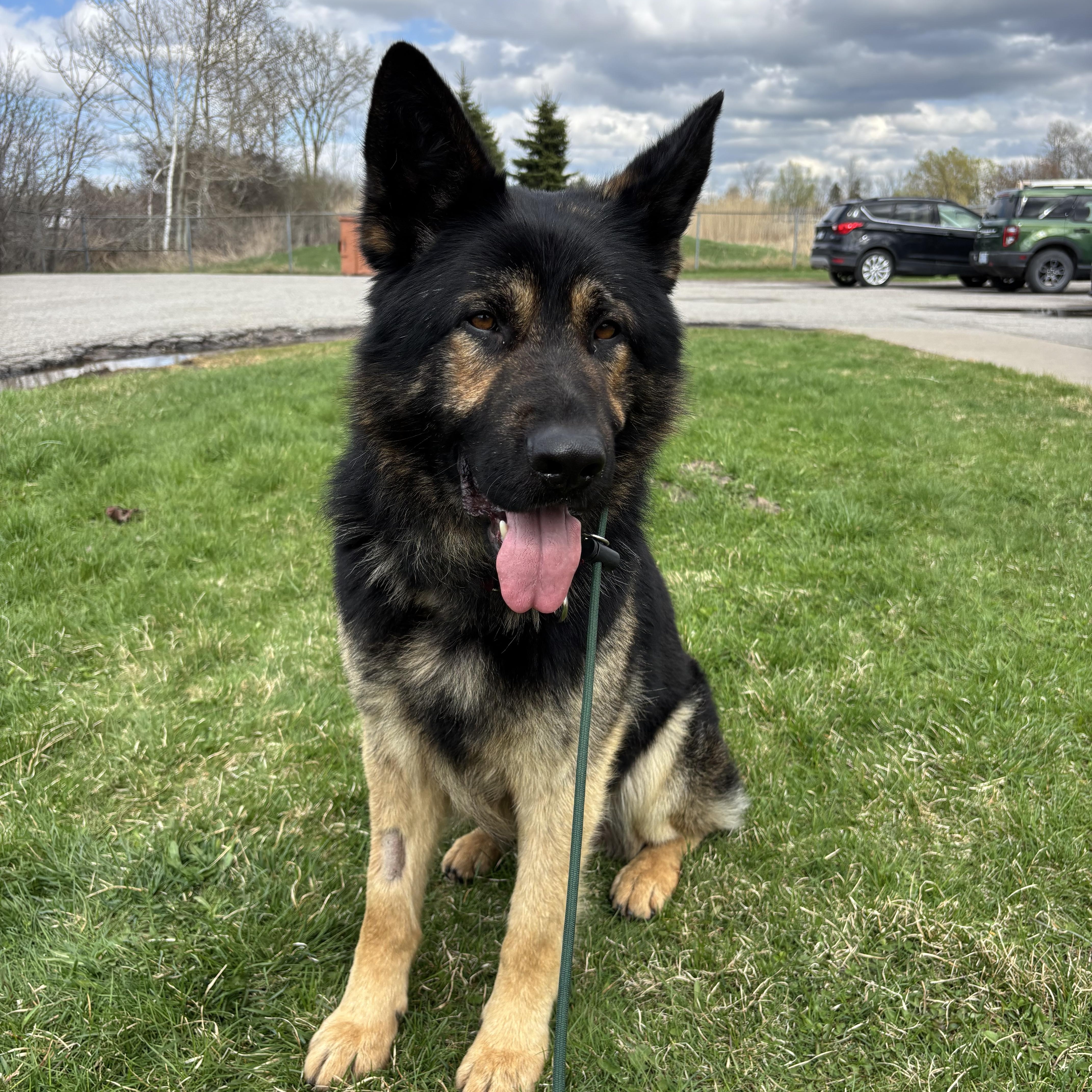 Sheppy, an adoptable German Shepherd Dog in Port Perry, ON, L9L 1B2 | Photo Image 2