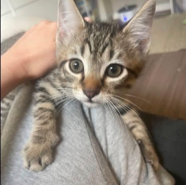 Edward, Adoptable, Kitten Male Domestic Short Hair.