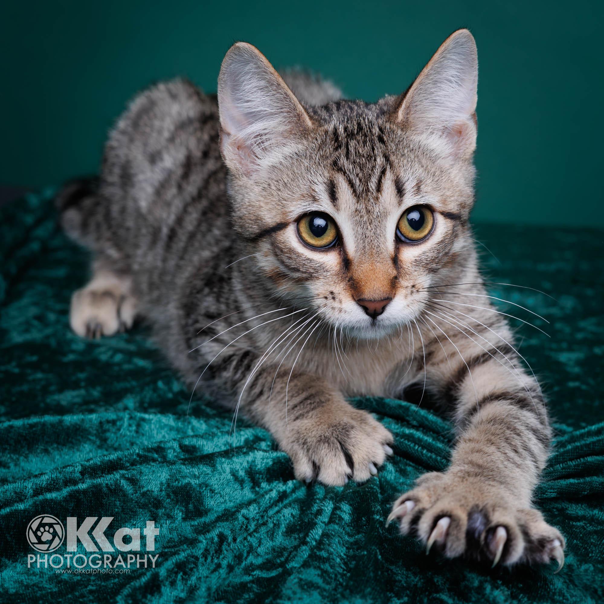Enlarge Edward, a Adoptable Domestic Short Hair in Edmond, OK image 1/5