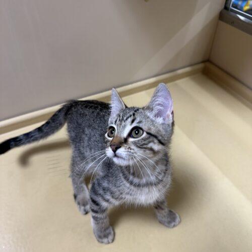 Edward, Adoptable, Kitten Male Domestic Short Hair.