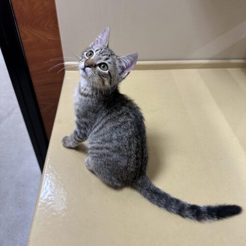 Enlarge Edward, a Adoptable Domestic Short Hair in Edmond, OK image 2/5