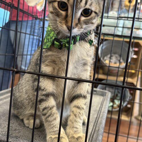 Enlarge Edward, a Adoptable Domestic Short Hair in Edmond, OK image 3/5