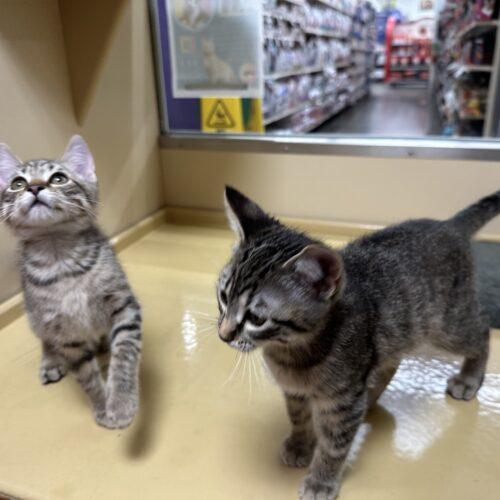 Enlarge Edward, a Adoptable Domestic Short Hair in Edmond, OK image 4/5