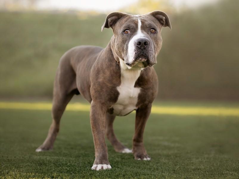 PANCHO, Adoptable, Adult Male Mixed Breed.