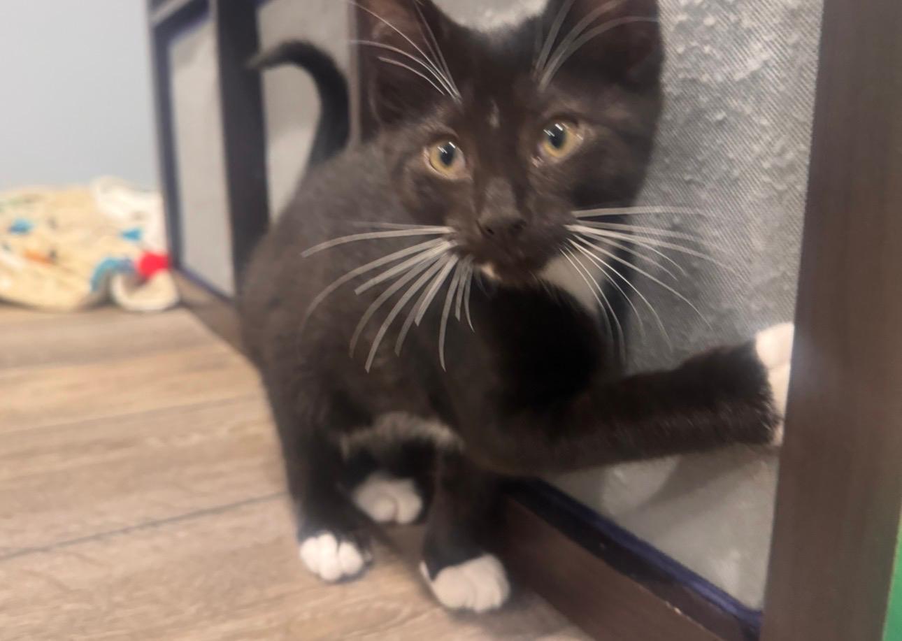 Colton, a Adoptable Tuxedo in Sharpsburg, GA image 4/6
