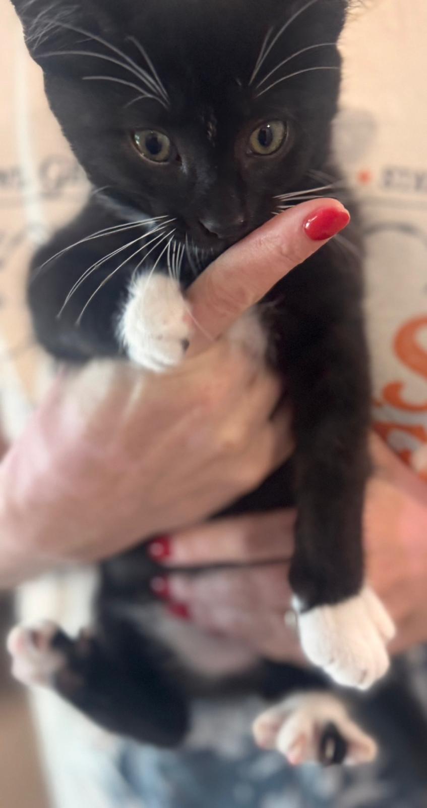 Colton, a Adoptable Tuxedo in Sharpsburg, GA image 5/6
