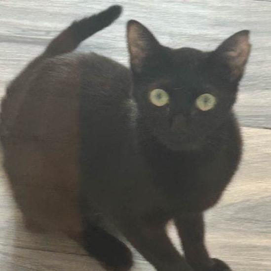 Enlarge Tati, a Adoptable Domestic Short Hair in Monroe, NC image 1/1