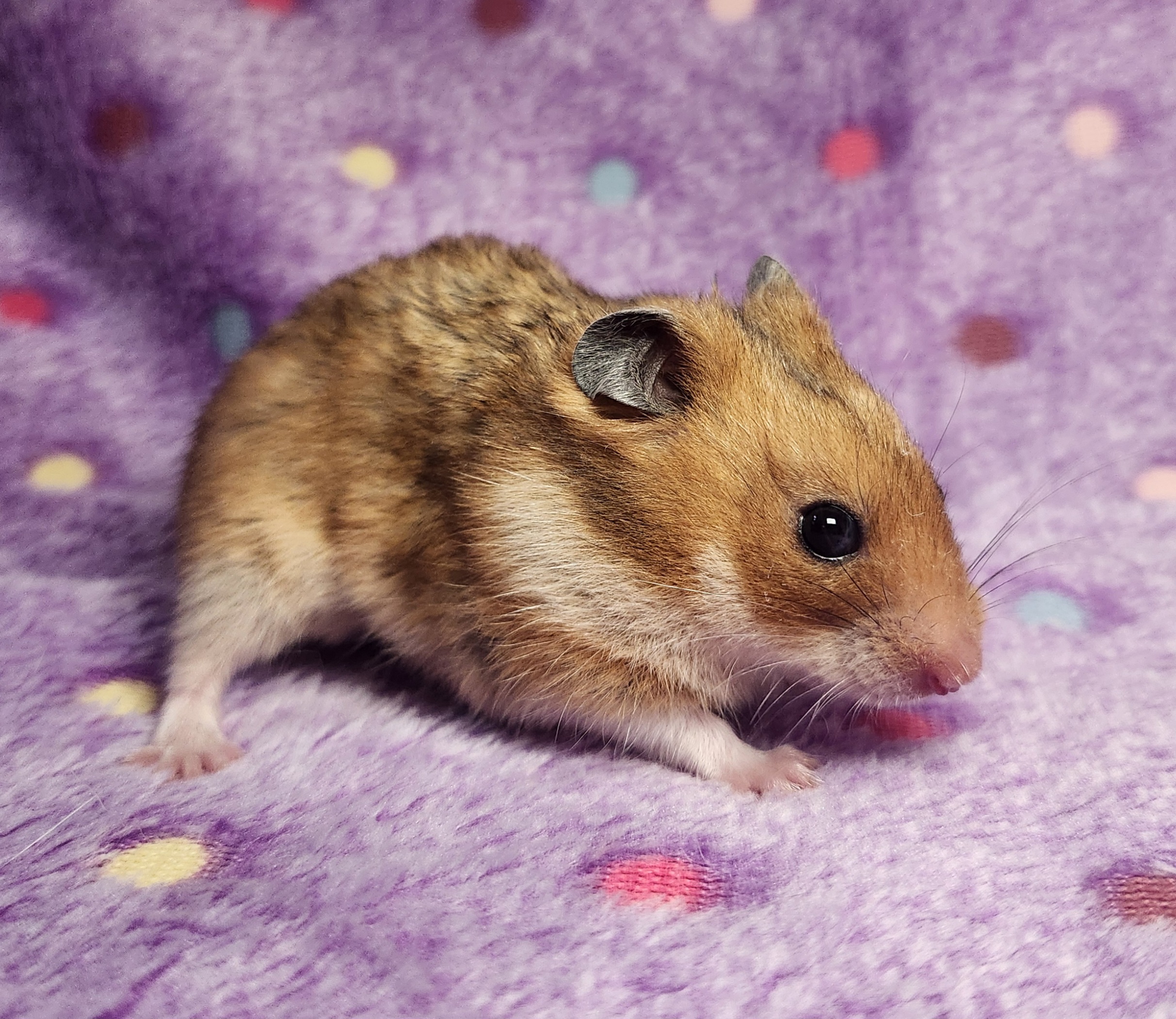 Enlarge Blossom, a Adopted Hamster image 1/1