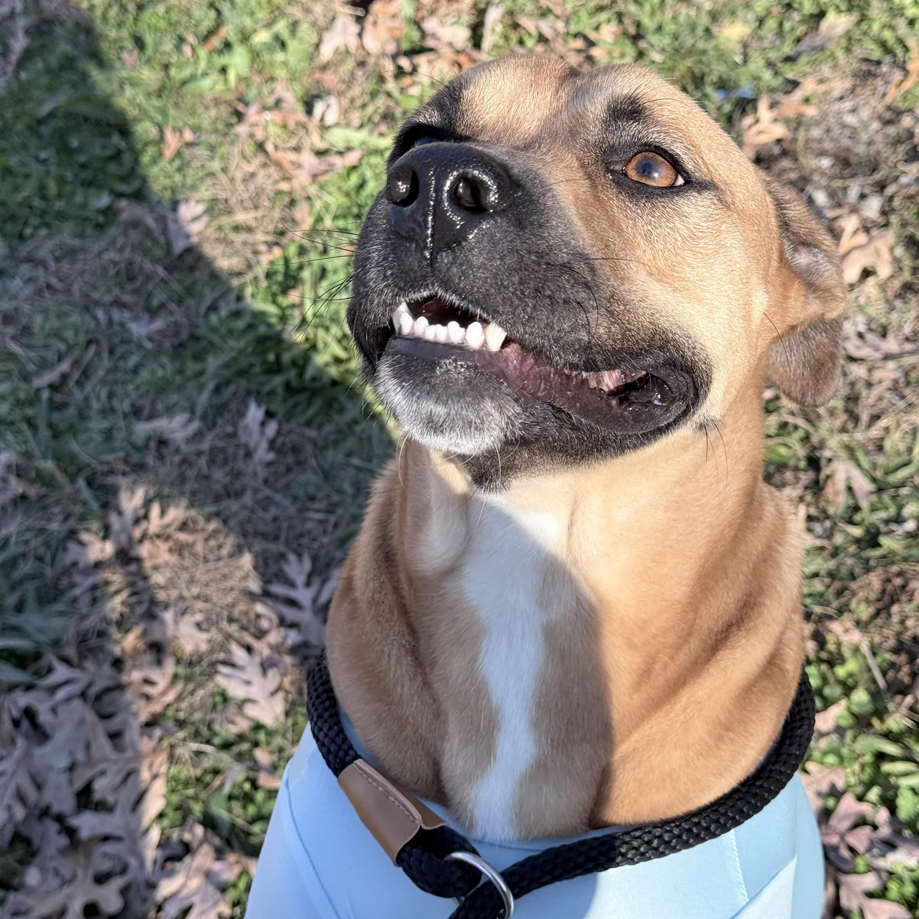 Prince, a Adoptable mixed breed in Junction City, KY image 4/6